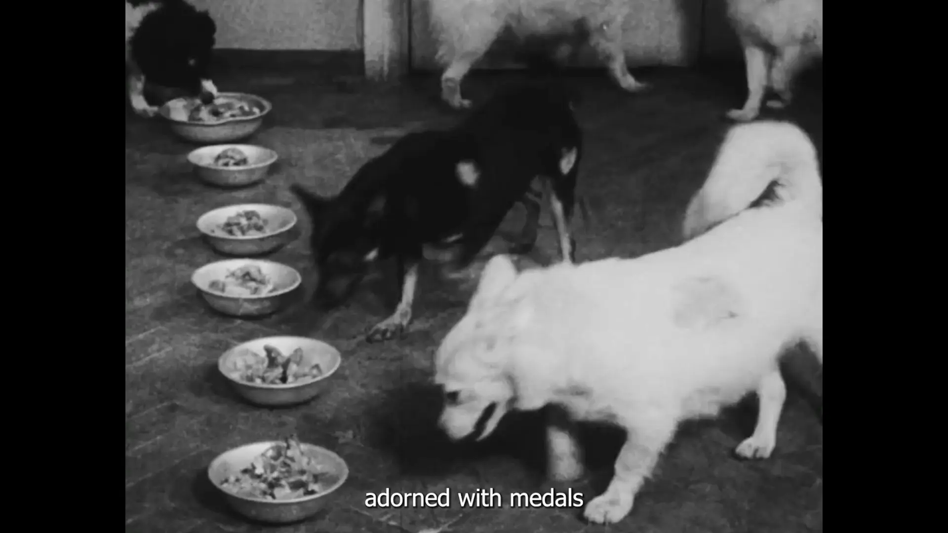LAIKA — frame 2